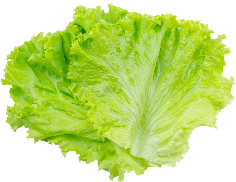 Lettuce. Salad Leaf Isolated on White Background with Clipping Path